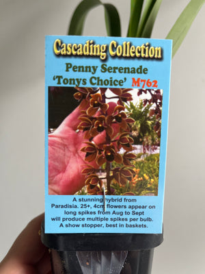 Cascading Collection - Penny Serenade 'Tonys Choice'