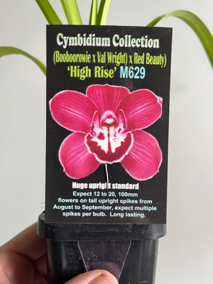 Cymbidium Collection - (Booboorowie x Val Wright) x Red Beauty) - 'High Rise'