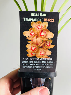 Hells Gate 'Temptation'