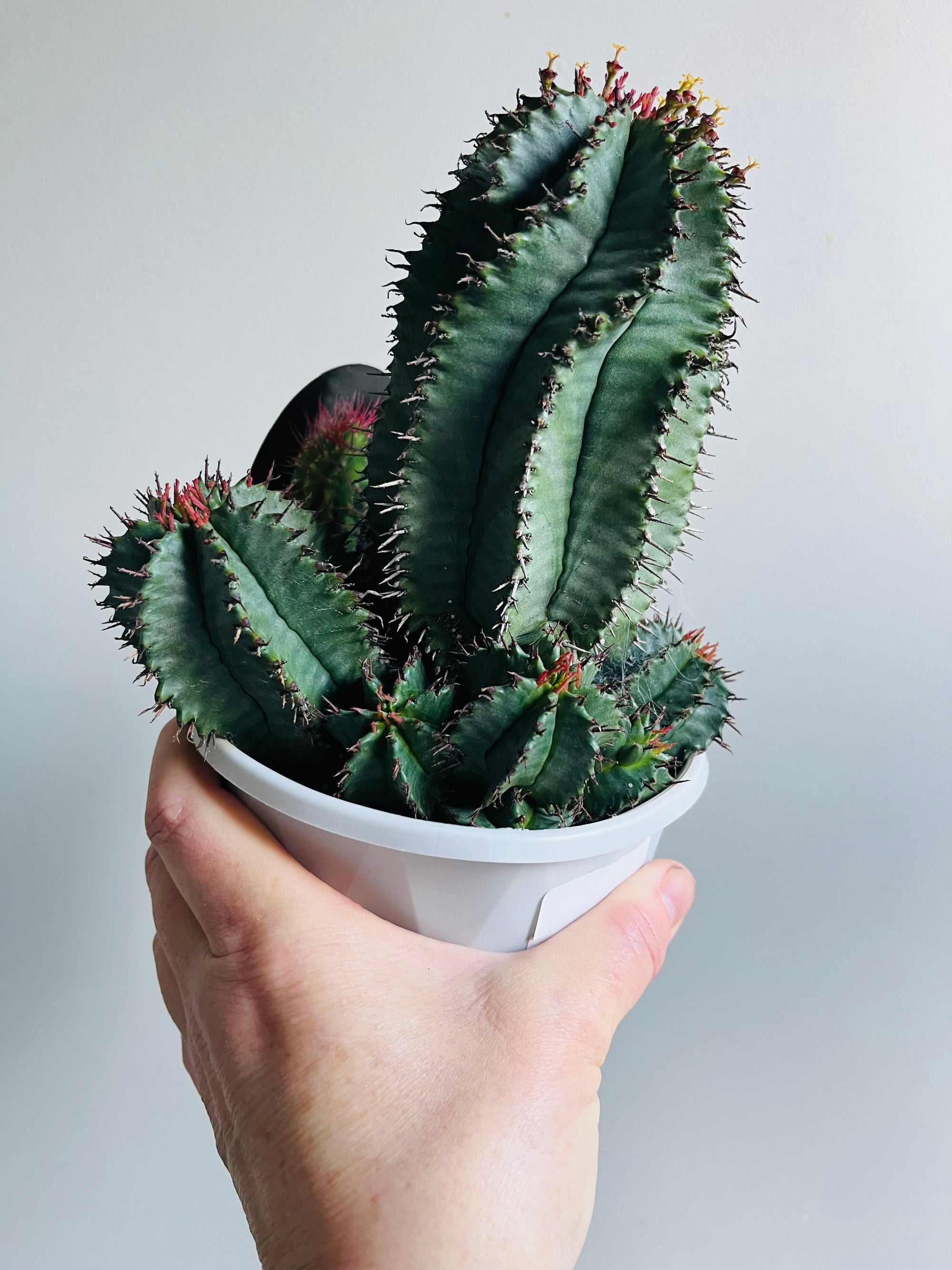 Euphorbia polygona