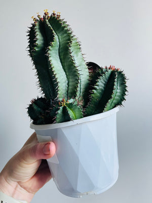 Euphorbia polygona