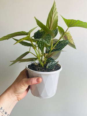 Begonia maculata c.v. ‘White Ice’