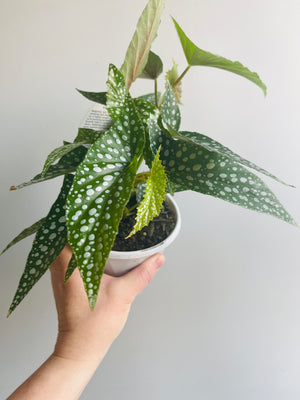 Begonia maculata c.v. ‘White Ice’