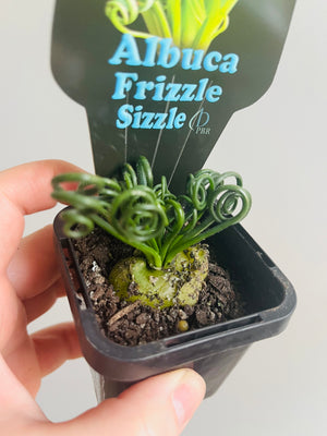 Albuca spiralis ‘Frizzle Sizzle’ (Summer Dormant)