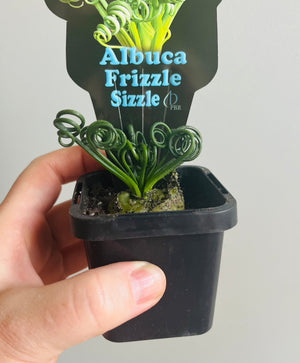 Albuca spiralis ‘Frizzle Sizzle’ (Summer Dormant)