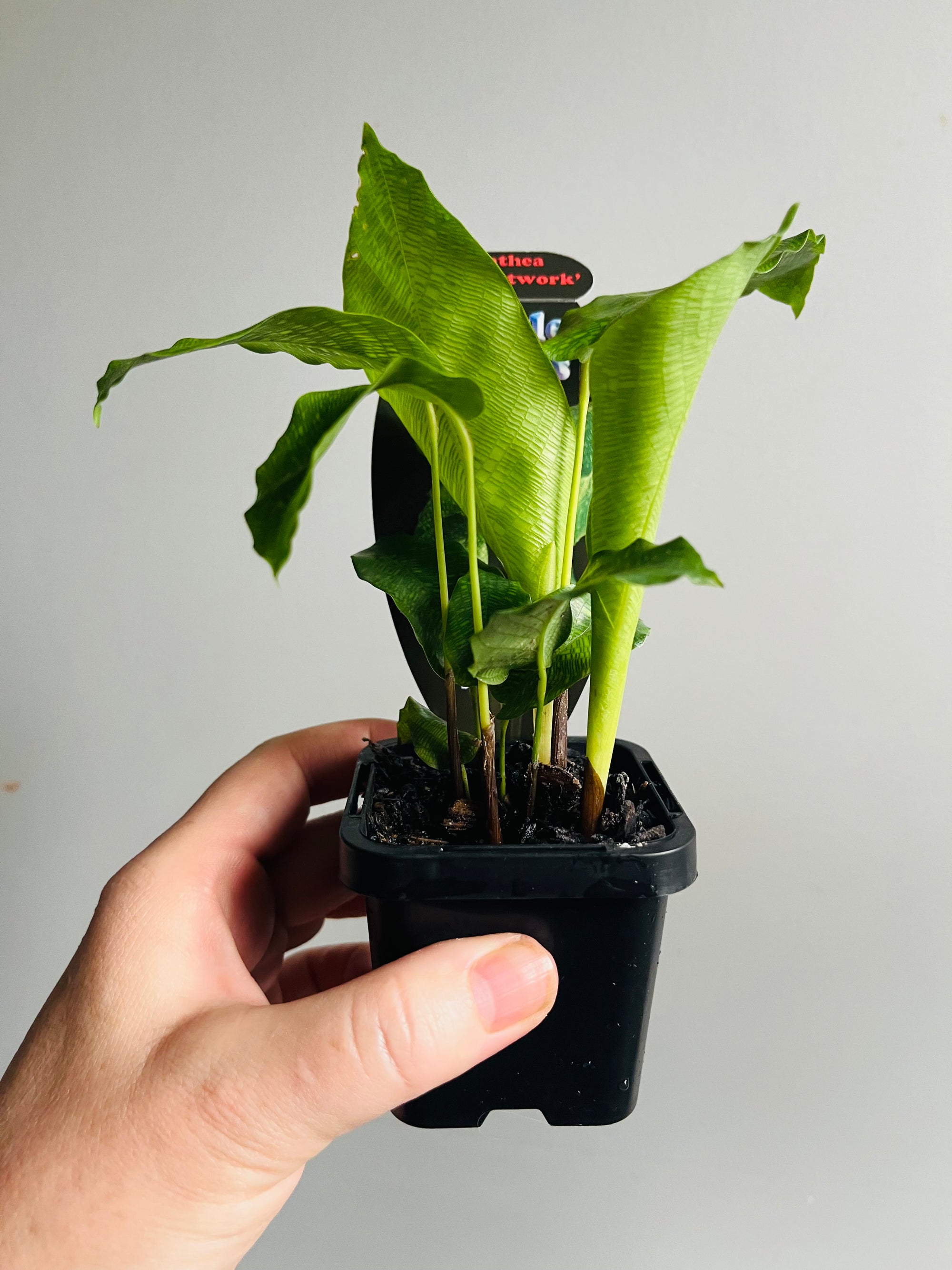 Calathea bella 'Network'