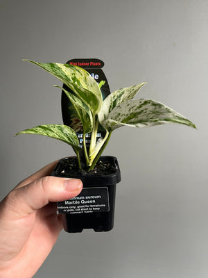 Epipremnum Aureum - Marble Queen Pothos