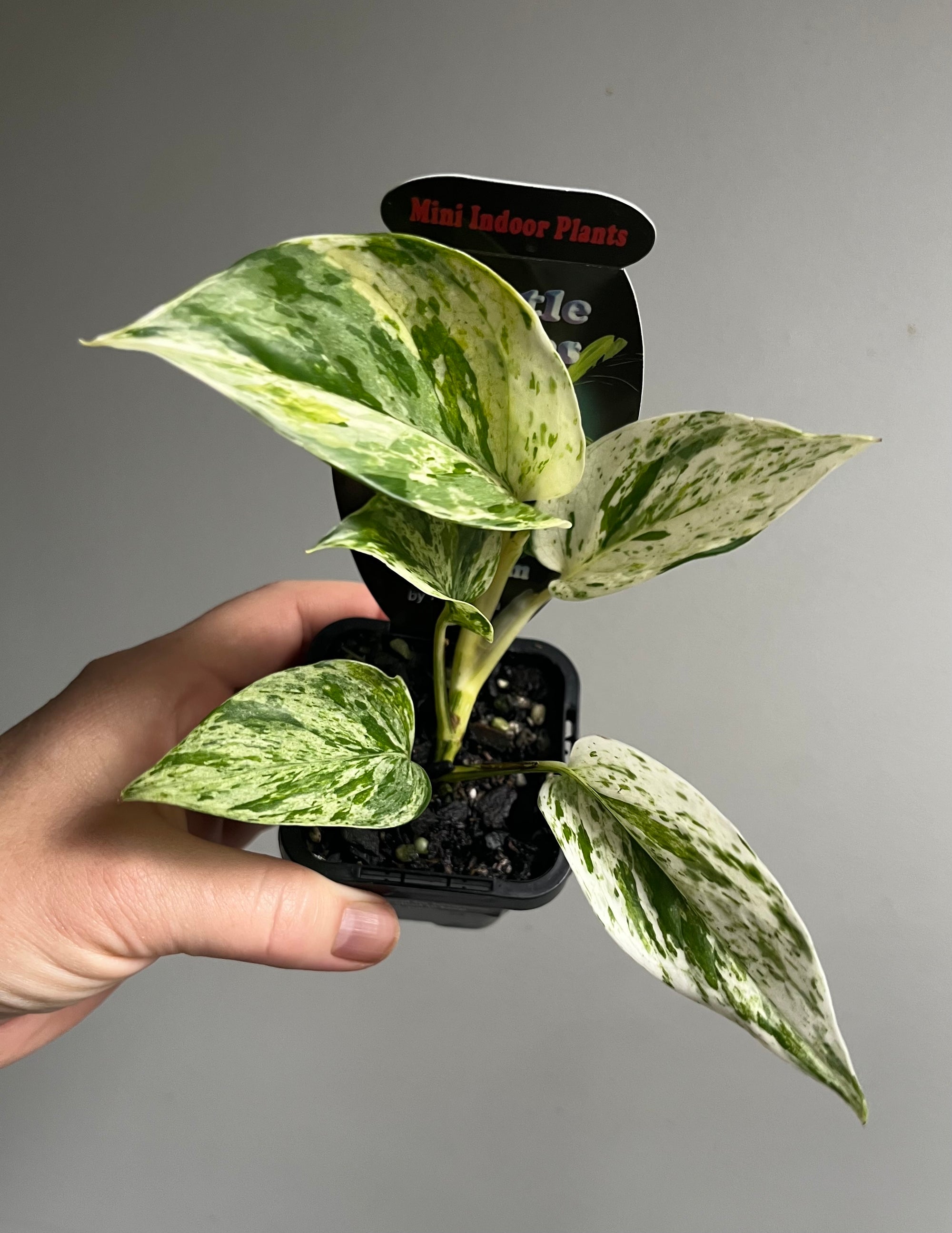 Epipremnum Aureum - Marble Queen Pothos