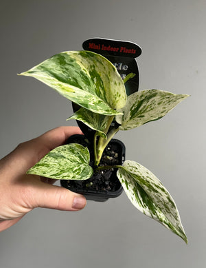 Epipremnum Aureum - Marble Queen Pothos