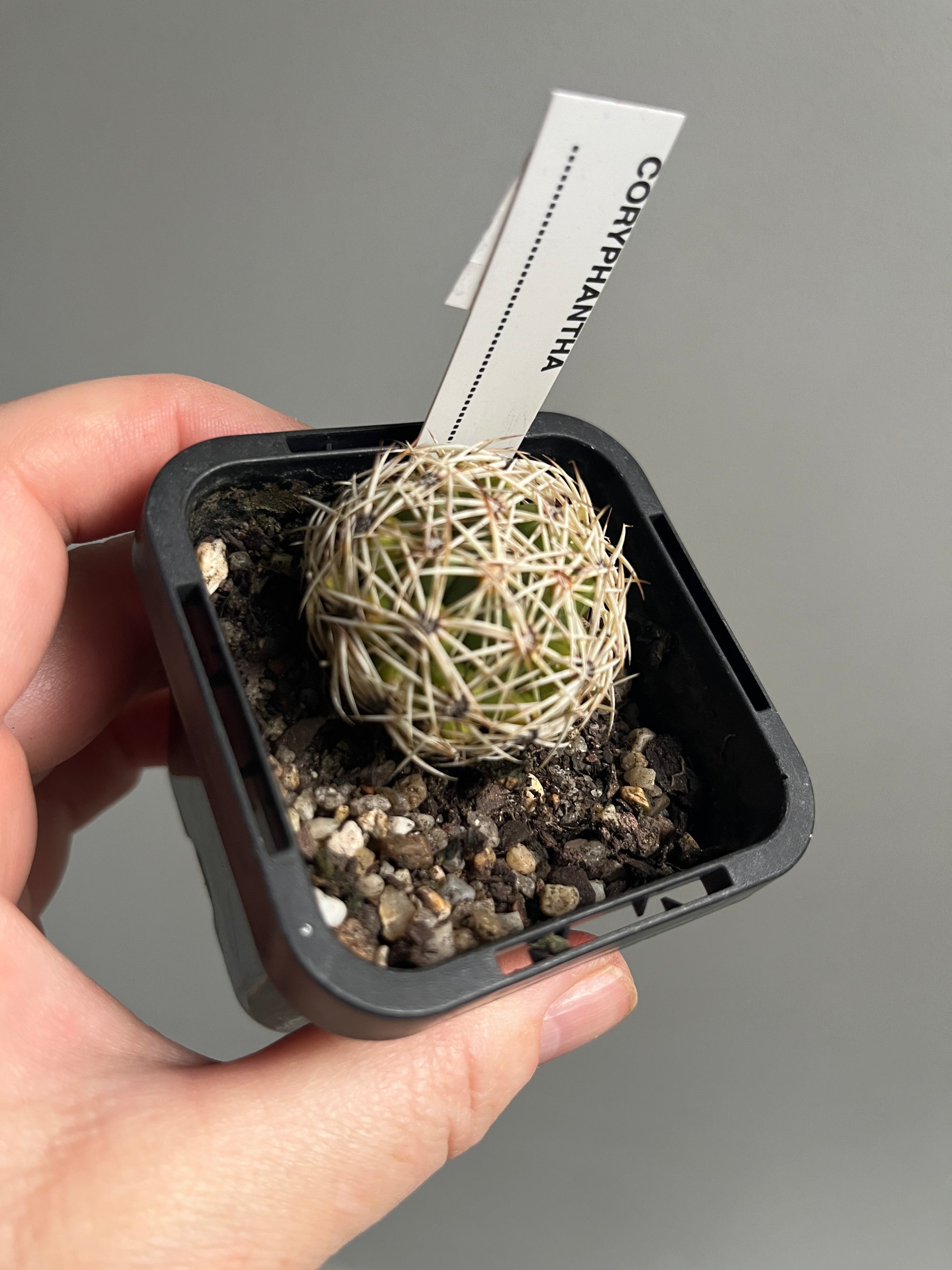 Coryphantha NOID