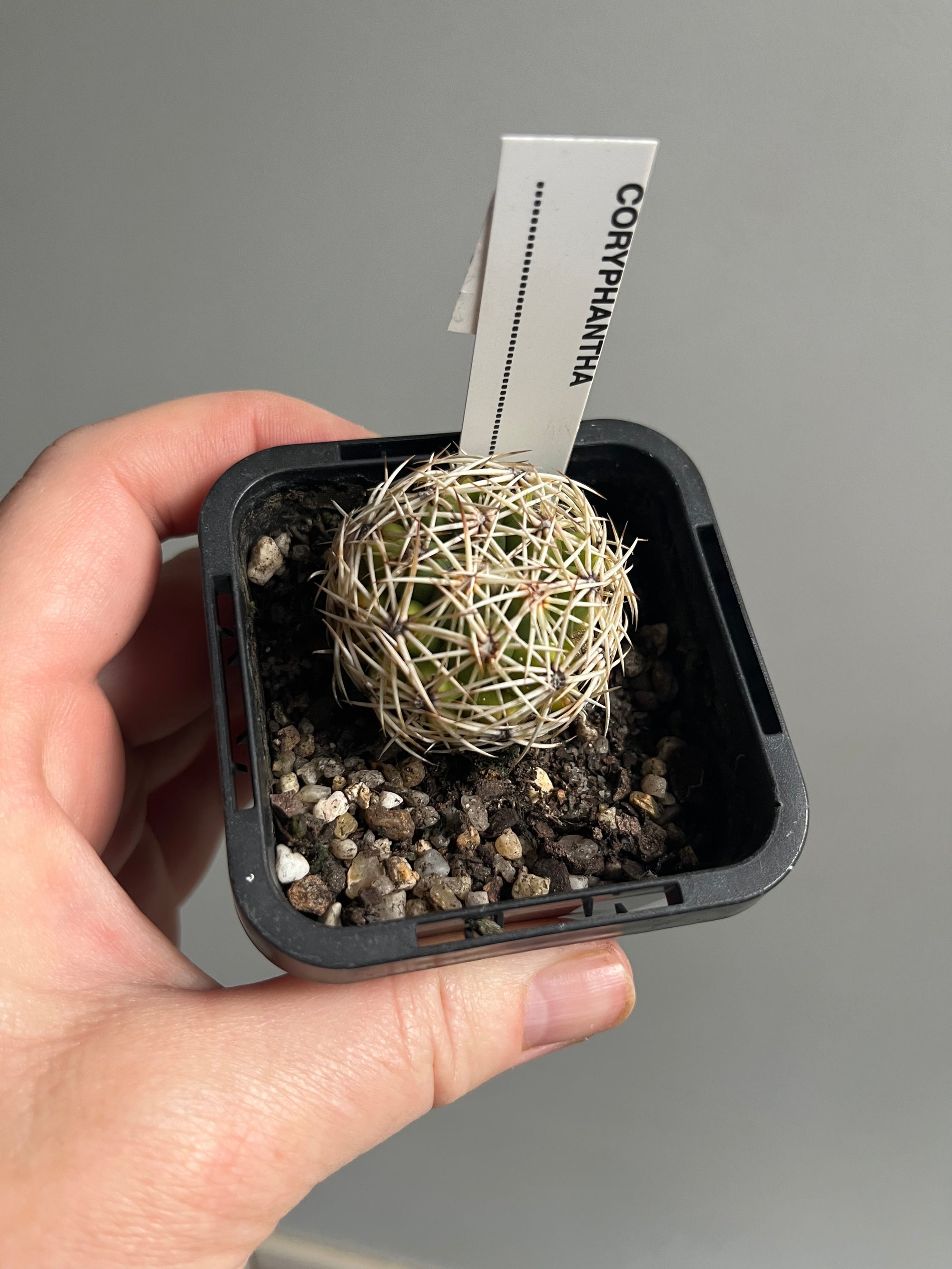 Coryphantha NOID