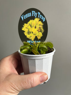 Venus Fly Trap 'Winter Green'