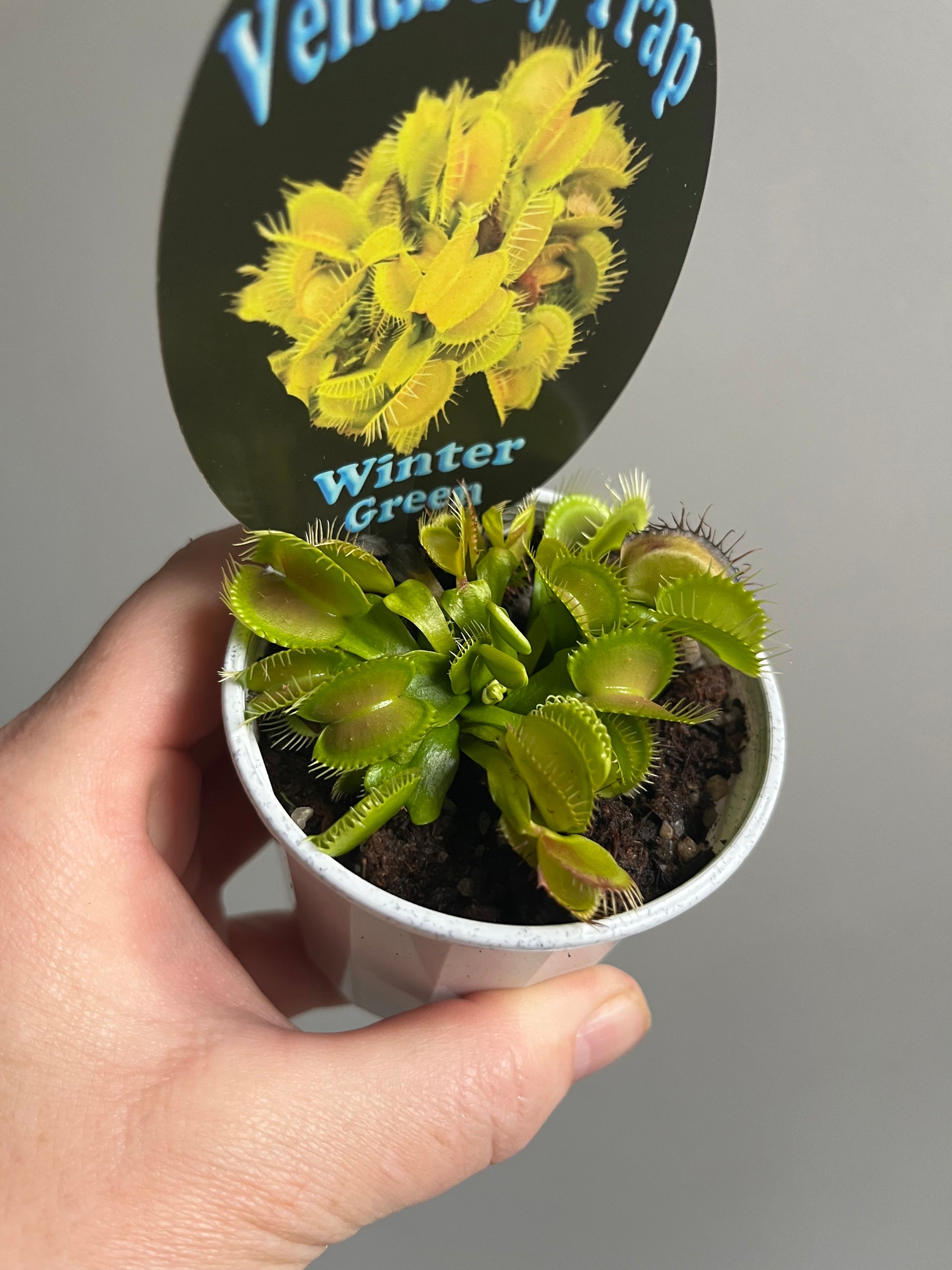 Venus Fly Trap 'Winter Green'