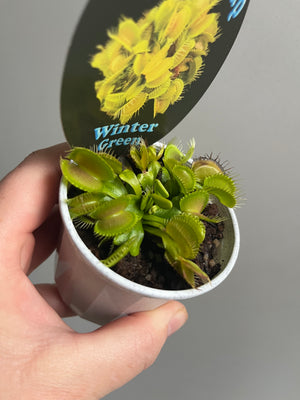 Venus Fly Trap 'Winter Green'