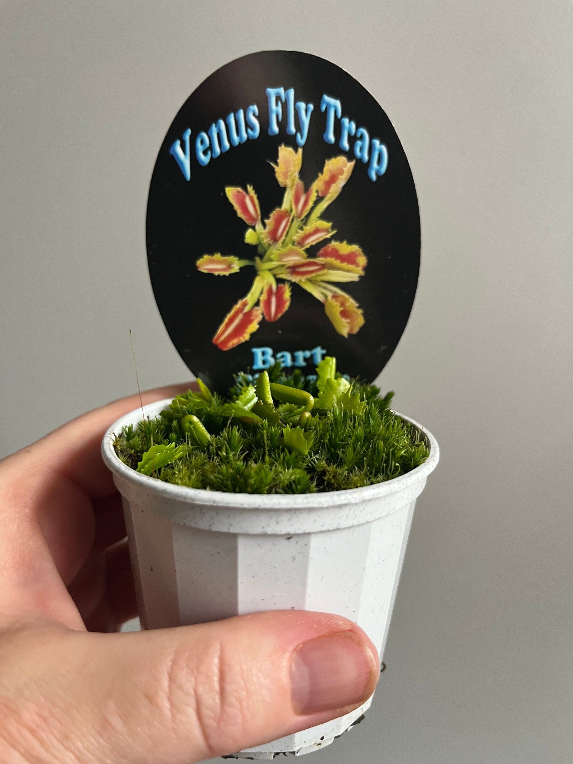 Venus Fly Trap 'Bart Simpson'