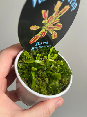 Venus Fly Trap 'Bart Simpson'