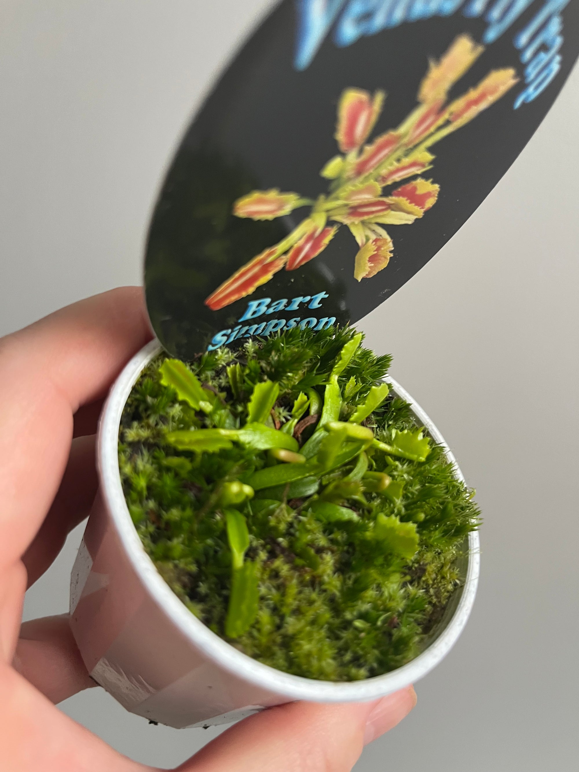 Venus Fly Trap 'Bart Simpson'