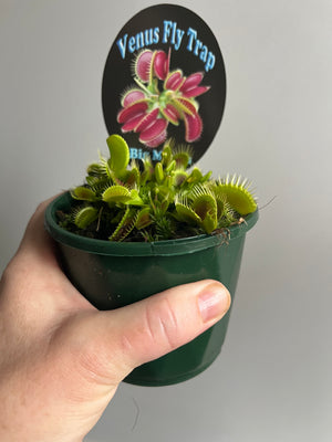 Venus Fly Trap 'Big Mouth'