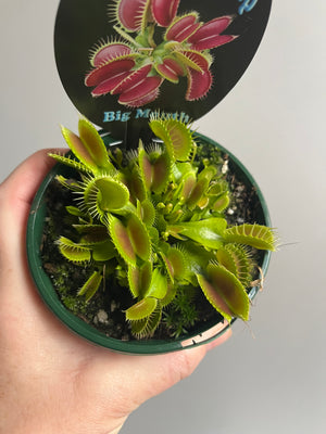 Venus Fly Trap 'Big Mouth'