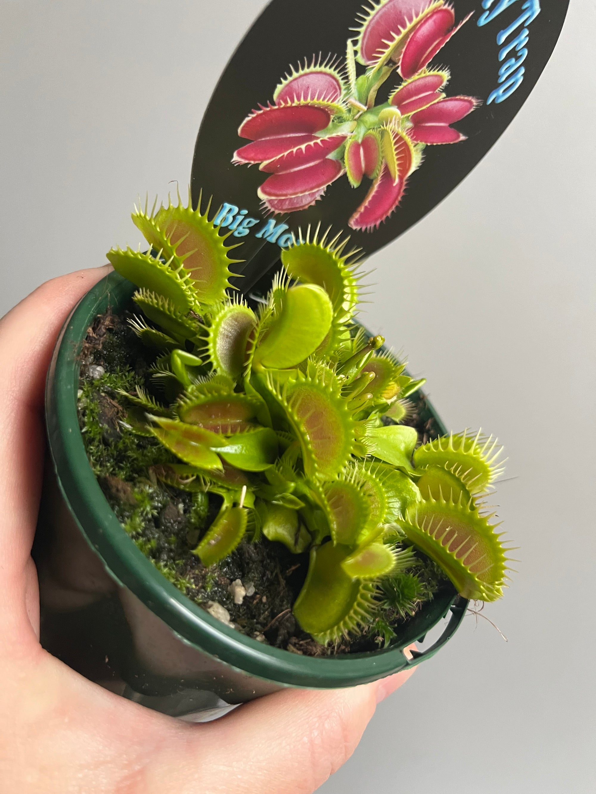 Venus Fly Trap 'Big Mouth'