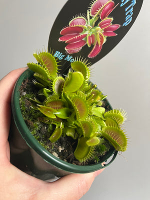 Venus Fly Trap 'Big Mouth'