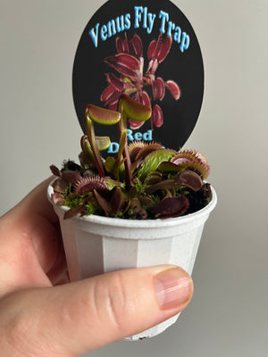 Venus Fly Trap 'Red Dragon' or 'Akai Ryu'