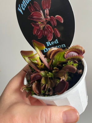 Venus Fly Trap 'Red Dragon' or 'Akai Ryu'