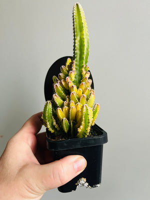 Cereus Fairy Castle variegata