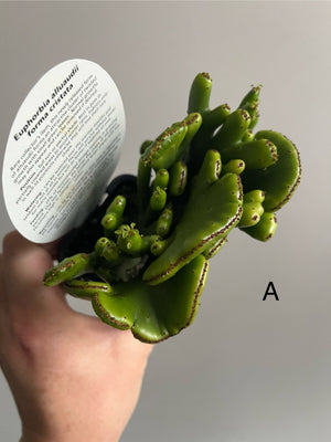 Euphorbia alluaudii forma cristata