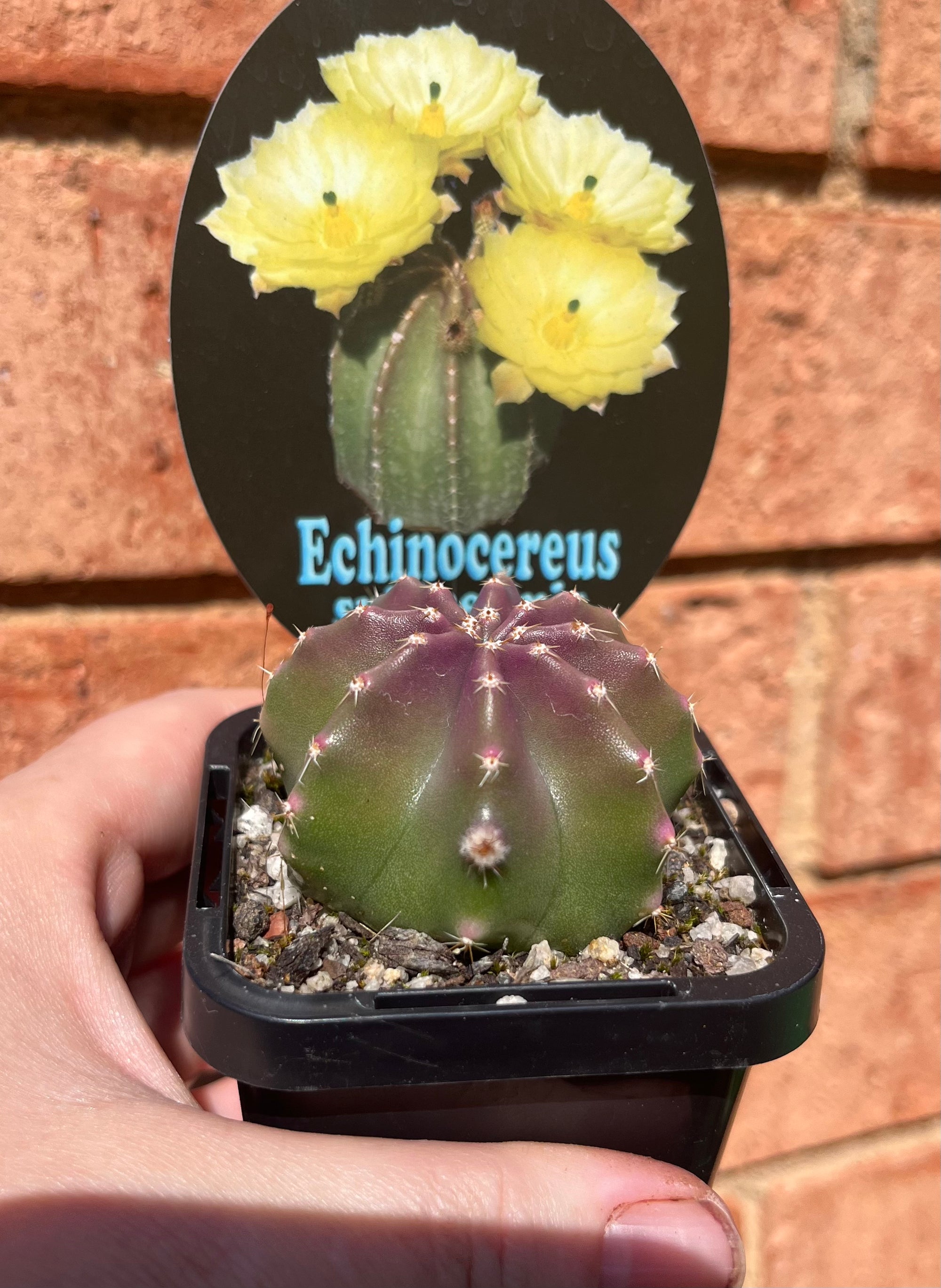 Echinocereus subinermis