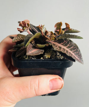 Euphorbia francoisii hybrid