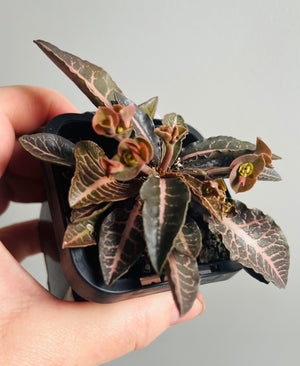 Euphorbia francoisii hybrid