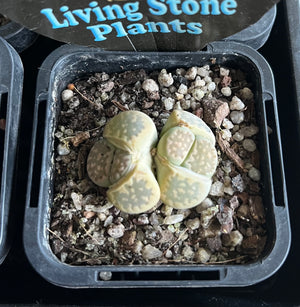 Lithops spp. - Living Stone Plant