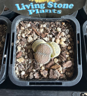 Lithops spp. - Living Stone Plant