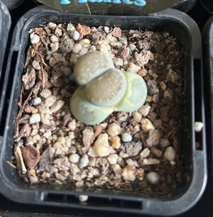 Lithops spp. - Living Stone Plant