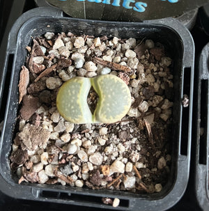 Lithops spp. - Living Stone Plant