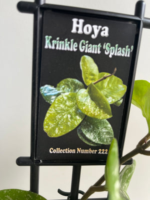 Hoya - Krinkle Giant 'Splash' - Collection No. 222