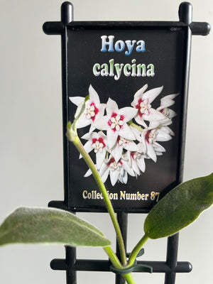 Hoya - Calycina - Collection No. 87