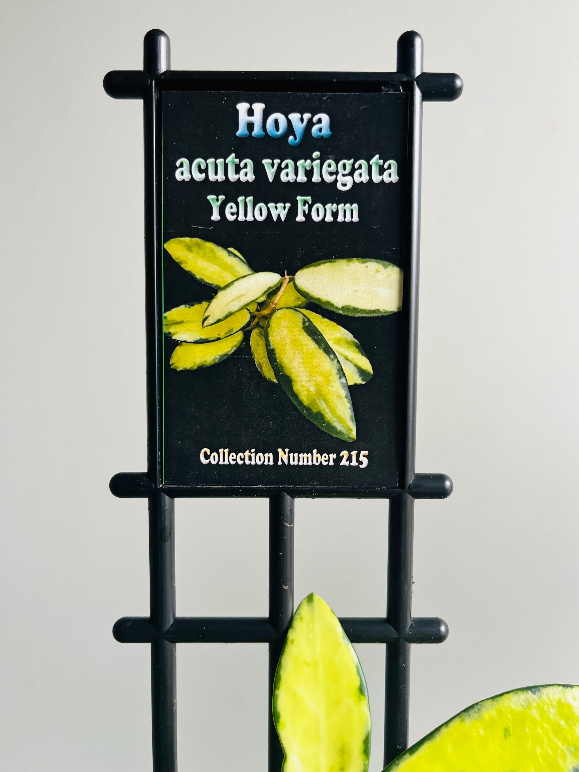 Hoya - Acuta Variegata (Yellow Form) - Collection No. 215