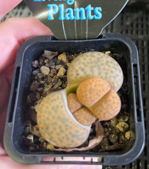 Lithops spp. - Living Stone Plant