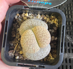 Lithops spp. - Living Stone Plant