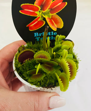 Venus Fly Trap - Dionaea muscipula 'Bristle Tooth'