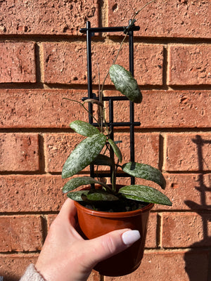 Hoya Sigillatis ‘Wide Leaf’ Collection No. 187