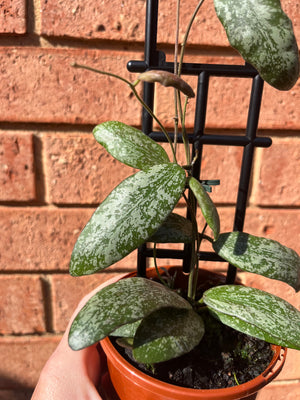 Hoya Sigillatis ‘Wide Leaf’ Collection No. 187