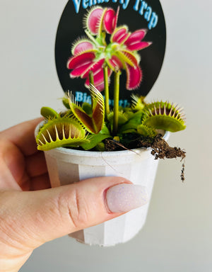 Venus Fly Trap 'Big Mouth'