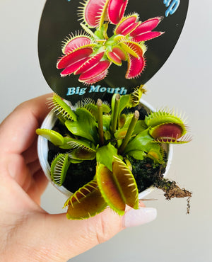 Venus Fly Trap 'Big Mouth'