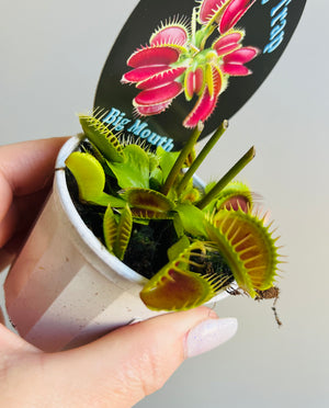 Venus Fly Trap 'Big Mouth'