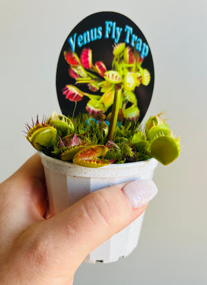 Venus Fly Trap 'Cross Tooth' or 'Freak'