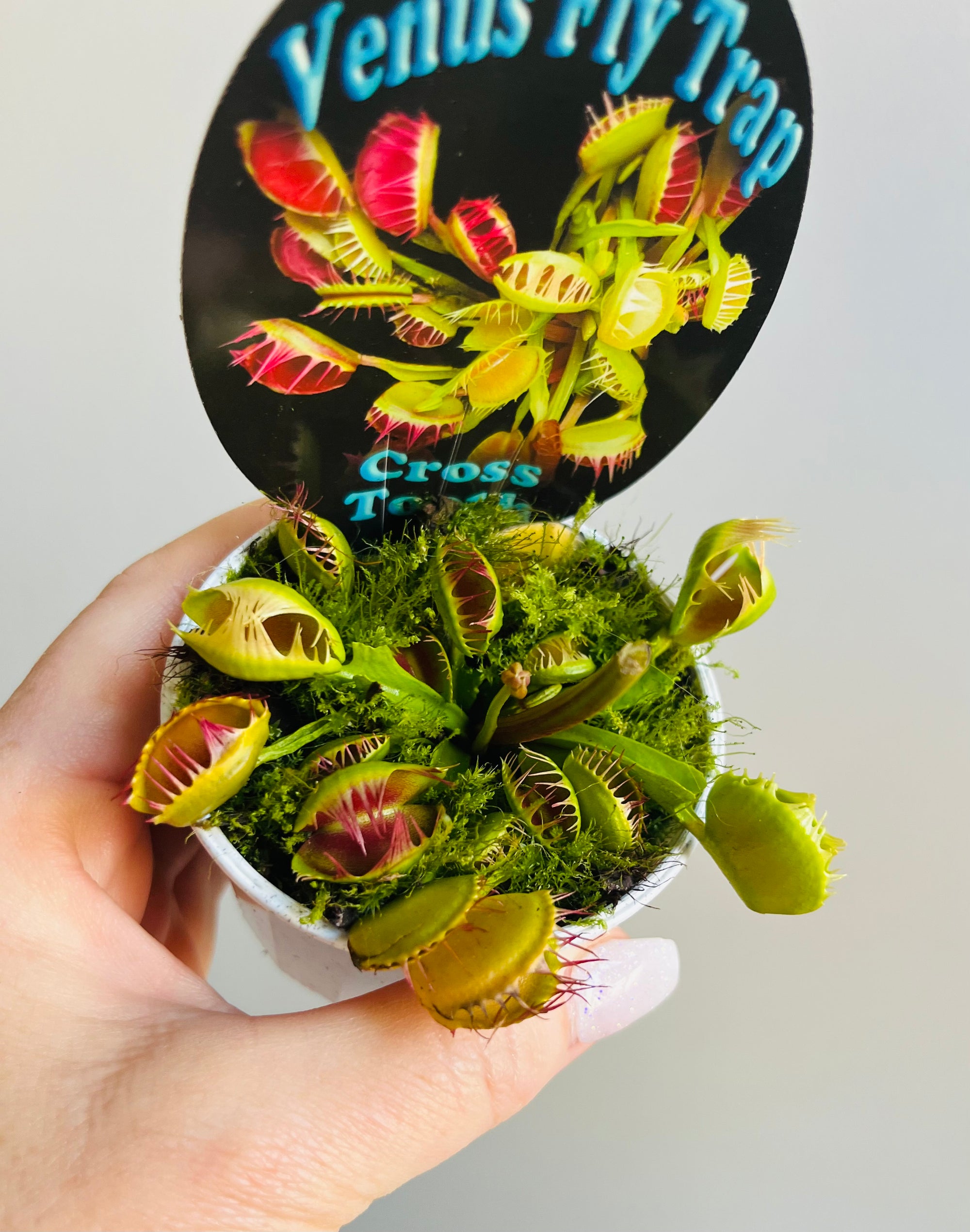 Venus Fly Trap 'Cross Tooth' or 'Freak'