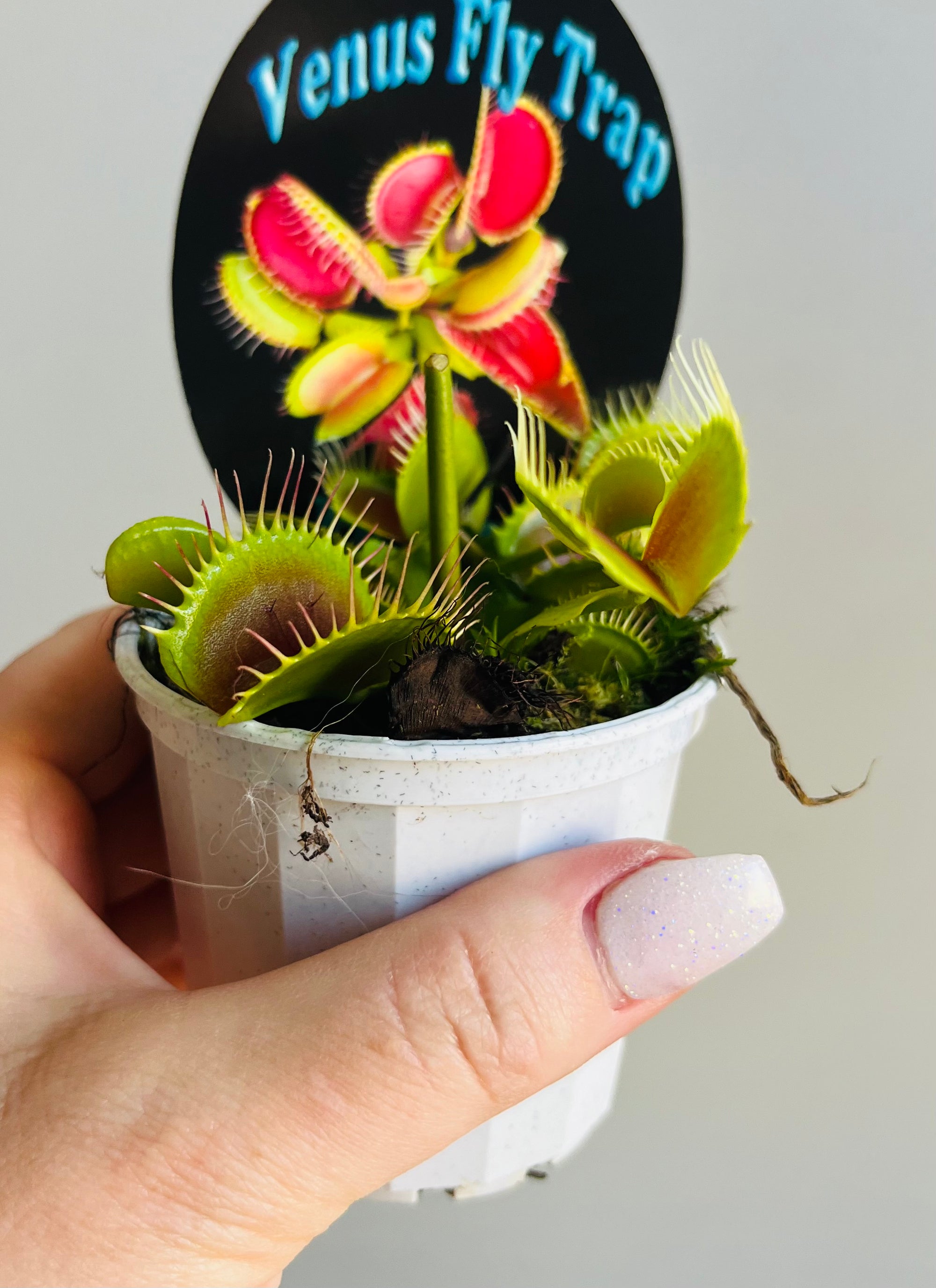 Venus Fly Trap 'B52'